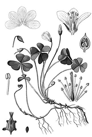 Кислица гербарий