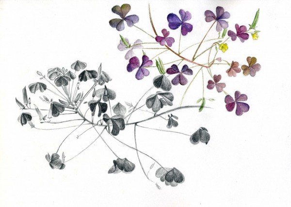 Кислица настурциевидная