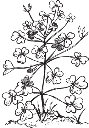 Растение Кислица раскраска