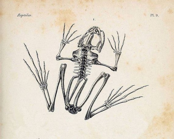 Скелет лягушки рисунок биология