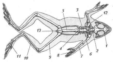 Скелет лягушки без подписей
