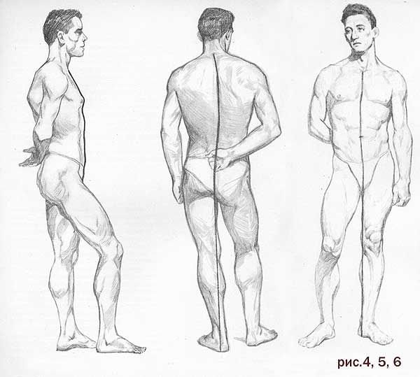 Мужчина сбоку анатомия