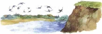 Стриж стрижиха Стрижонок