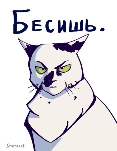 Коты мемы