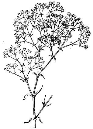 Рисунок растения гипсофила