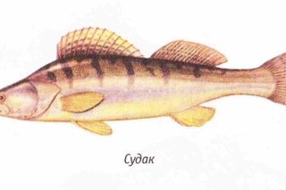 Судак рисунок