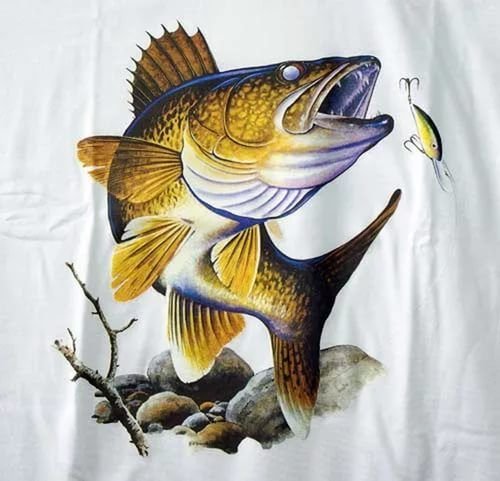 Судак рисунок