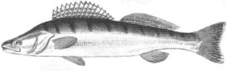 Судак карандашом