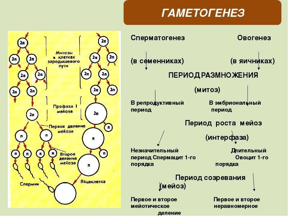 Клетку называют сперматоцитов ii порядка. Схема процесса сперматогенеза. Сравнение сперматогенеза и овогенеза таблица. Гаметогенез Вебиум. Овогенез онтогенез сперматогенез.