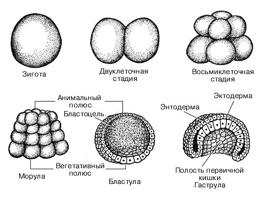 Бластула гаструла нейрула гистология