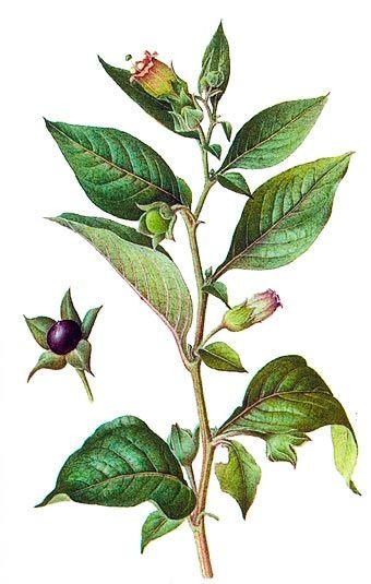 Белладонна Ботаническая иллюстрация