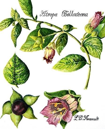 Белладонна растение раскраска