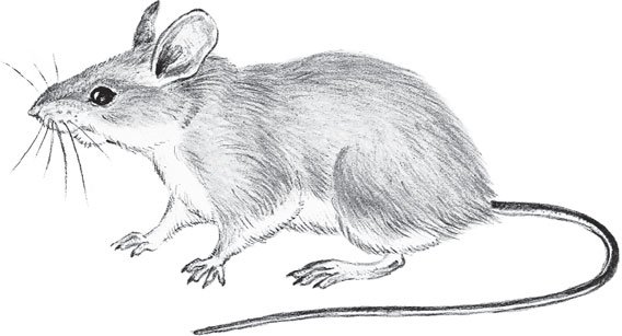Раскраска мышь полевка