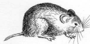 Рыжая полевка рисунок