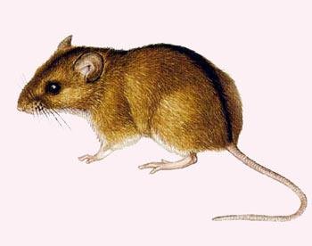 Лесная мышовка рисунок