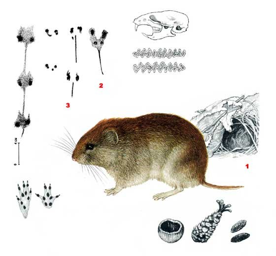 Полевка красно-серая – Clethrionomys rufocanus