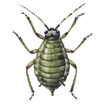 Свекловичная тля