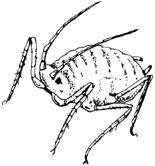 Раскраска тля насекомое