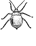 Раскраска тля насекомое