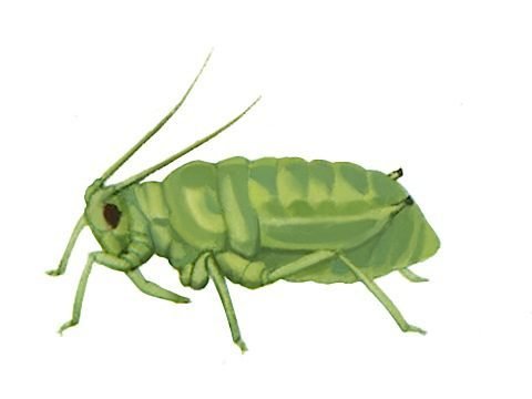 Тля на белом фоне