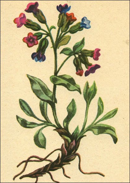 Медуница корневище