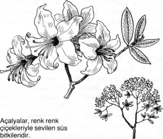 Рододендрон Шлиппенбаха нарисовать