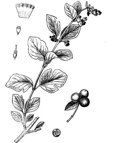 Снежноягодник ботаника