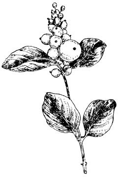 Снежноягодник белый рисунок