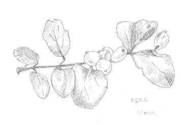 Снежноягодник ветка