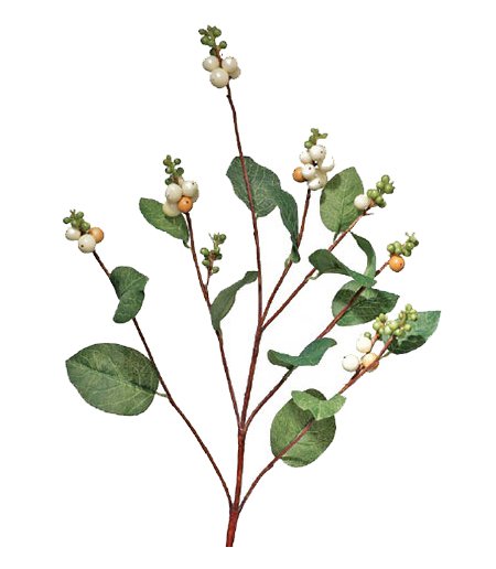 Снежноягодник аметист