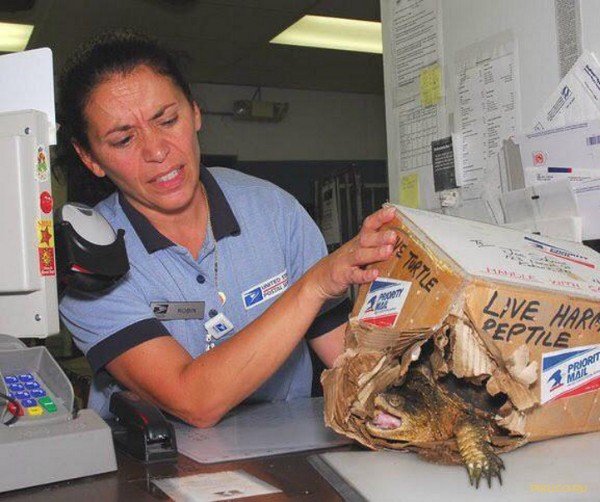 Мемы ронпа Джунко