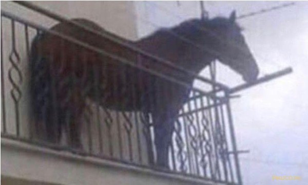 И.Н.М.Т. персонажи Лёдик