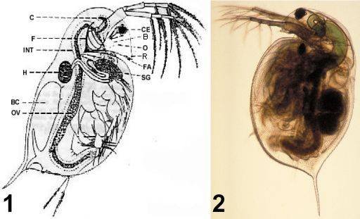 Ветвистоусый рачок дафния строение