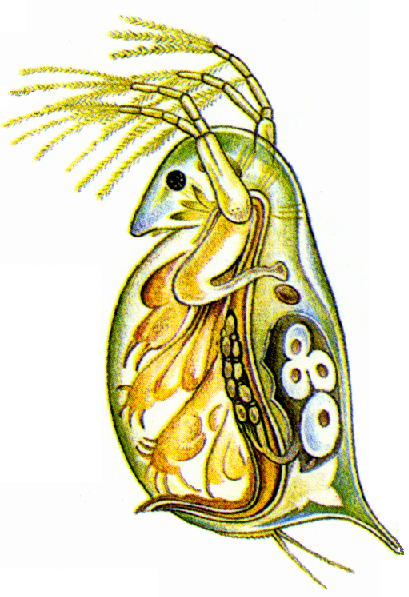 Рачок дафния строение