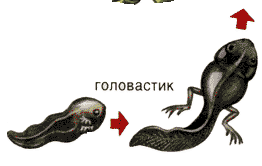 Смешной головастик