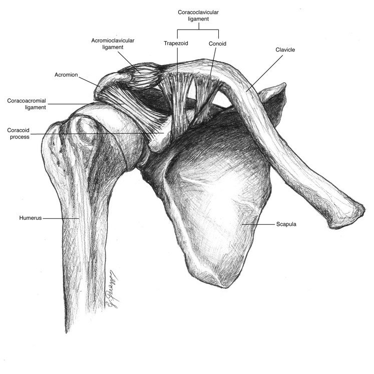 Соединения костей плечевого пояса. Плечевой сустав анатомия строение кости. Кости ключицы и плечевого сустава. Анатомия плечевой сустав ключица лопатка. Строение ключично плечевого сустава.