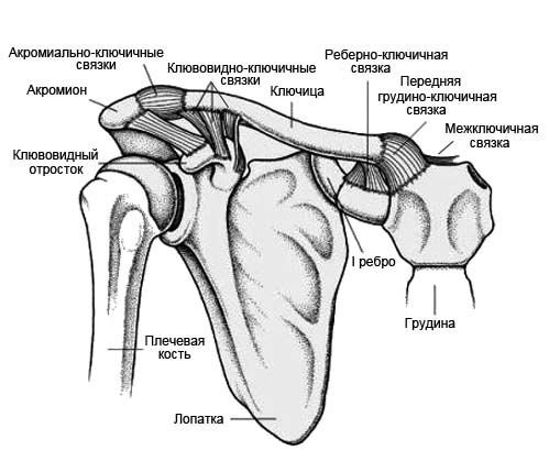 Сесамовидная кость плечевого сустава