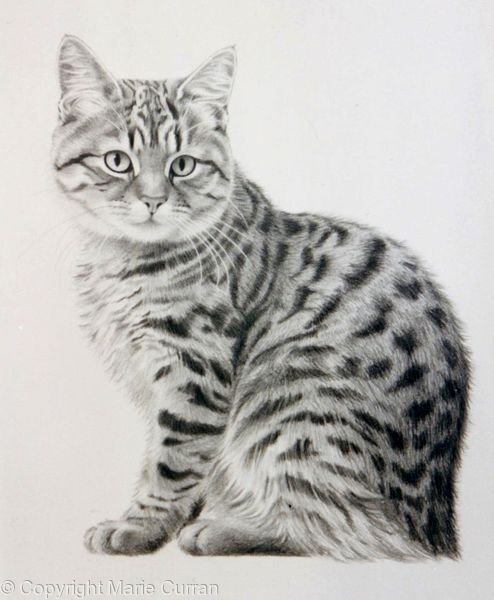 Рисунок табби