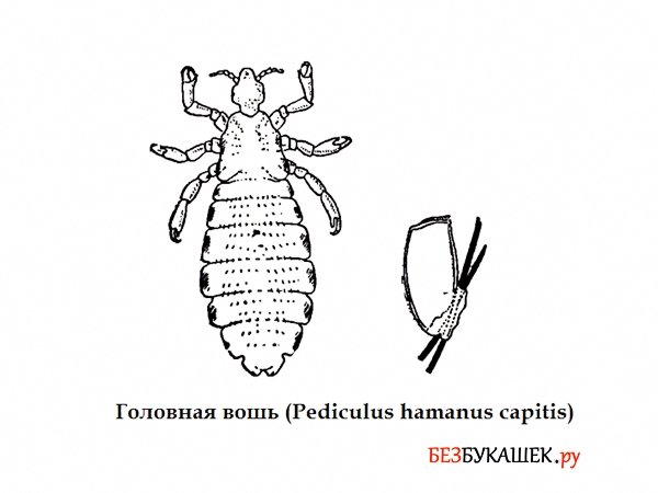 Вошь человеческая строение