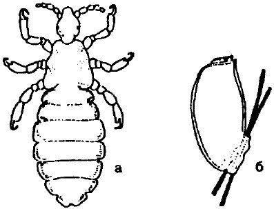 Цикл развития вши рисунок