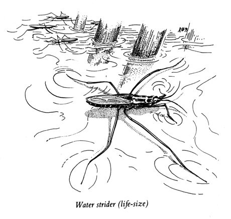 Водомерка раскраска