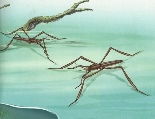 Водомерка рисунок