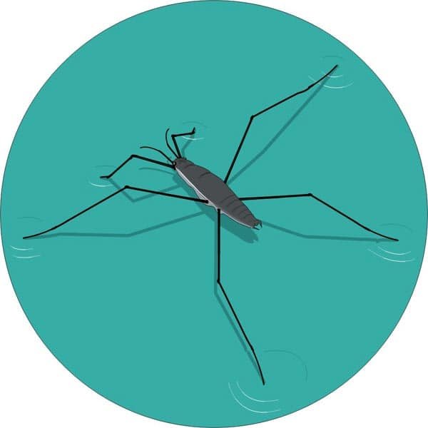 Водомерка рисунок