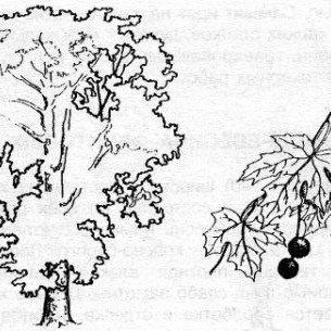 Ботаническая иллюстрация Платан восточного