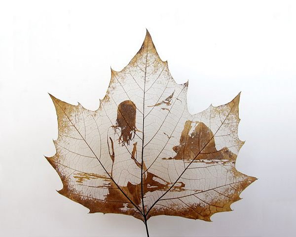 Чинар вектор