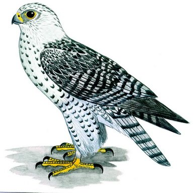 Сокол Кречет нарисованный