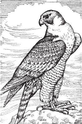 Вадим Горбатов Сокол Кречет