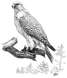 Кречет картина