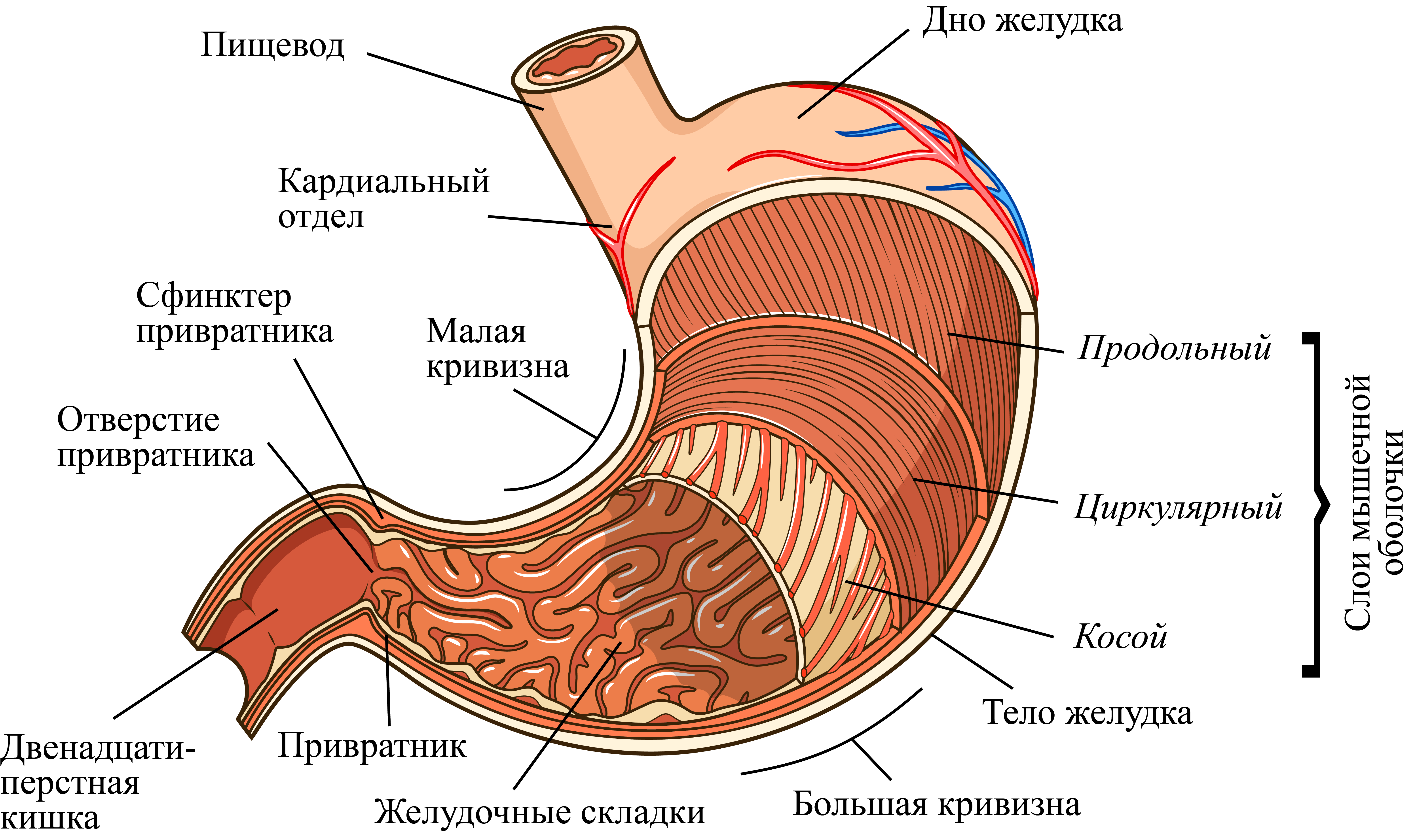 Пищеварительная система желудок анатомия. Внутреннее строение желудка анатомия. Строение стенки желудка человека анатомия. Строение желудка привратник. Для слизистой оболочки желудка характерно наличие