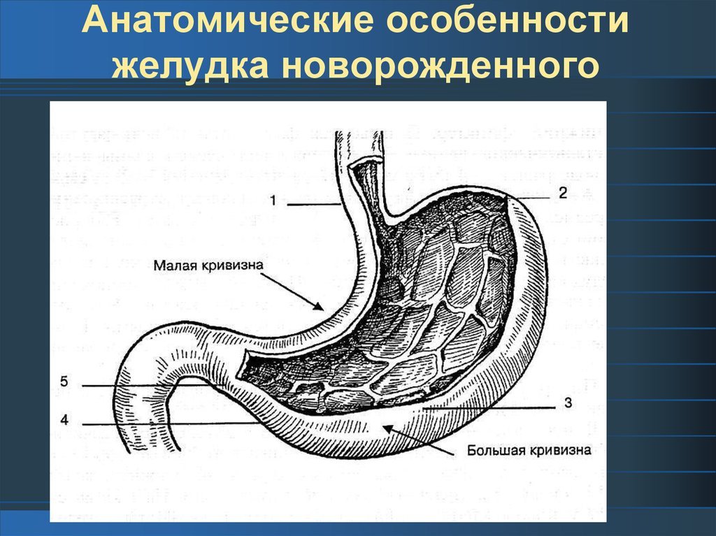 Пищевод у новорожденного. Особенности строения желудка. Желудок рисунок анатомия. Строение желудка человека. Анатомо физиологическое строение желудка.